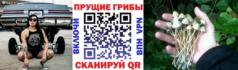 хочу наркоту Кашин Галлюциногенные грибы прущие грибы